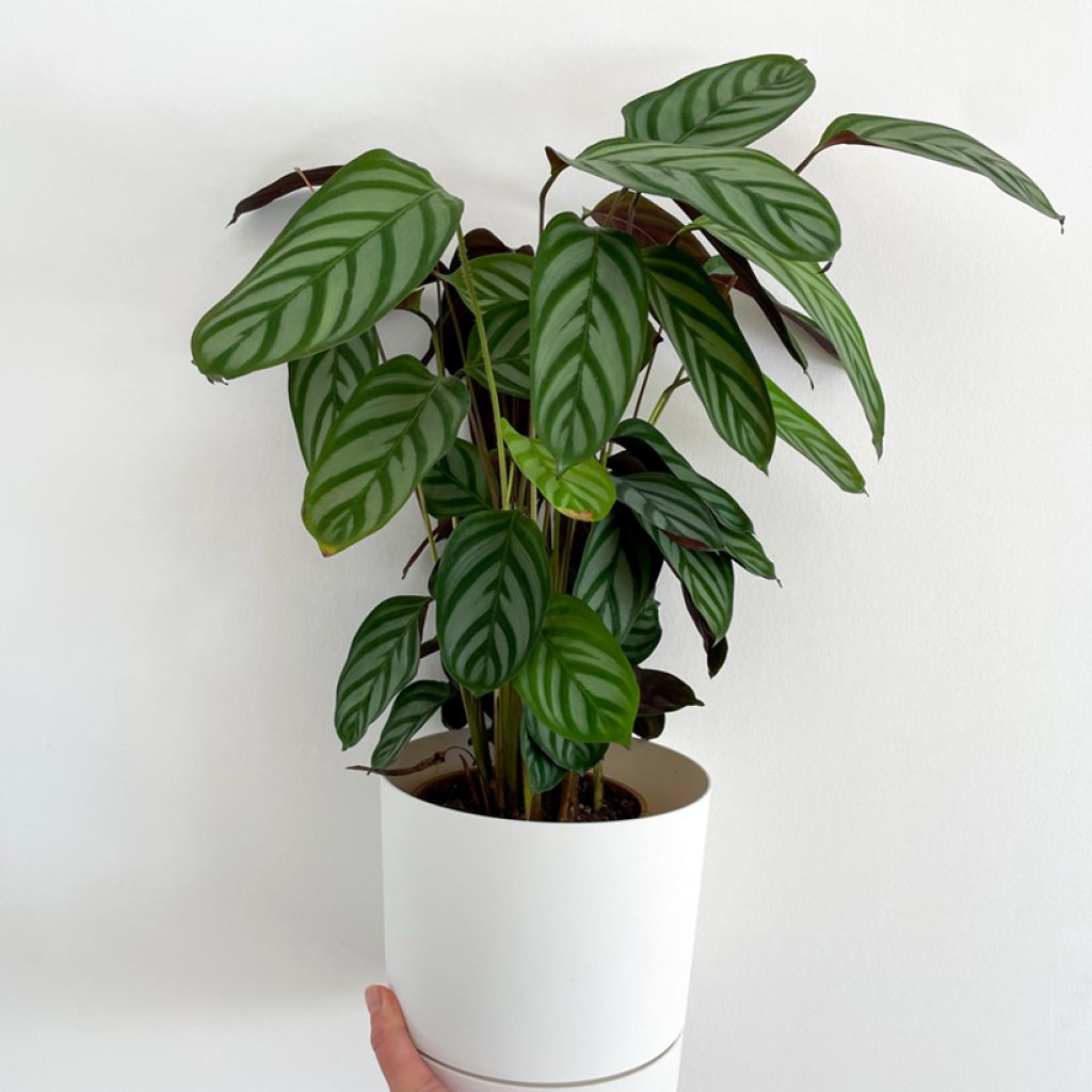 Ctenanthe oppenheimiana