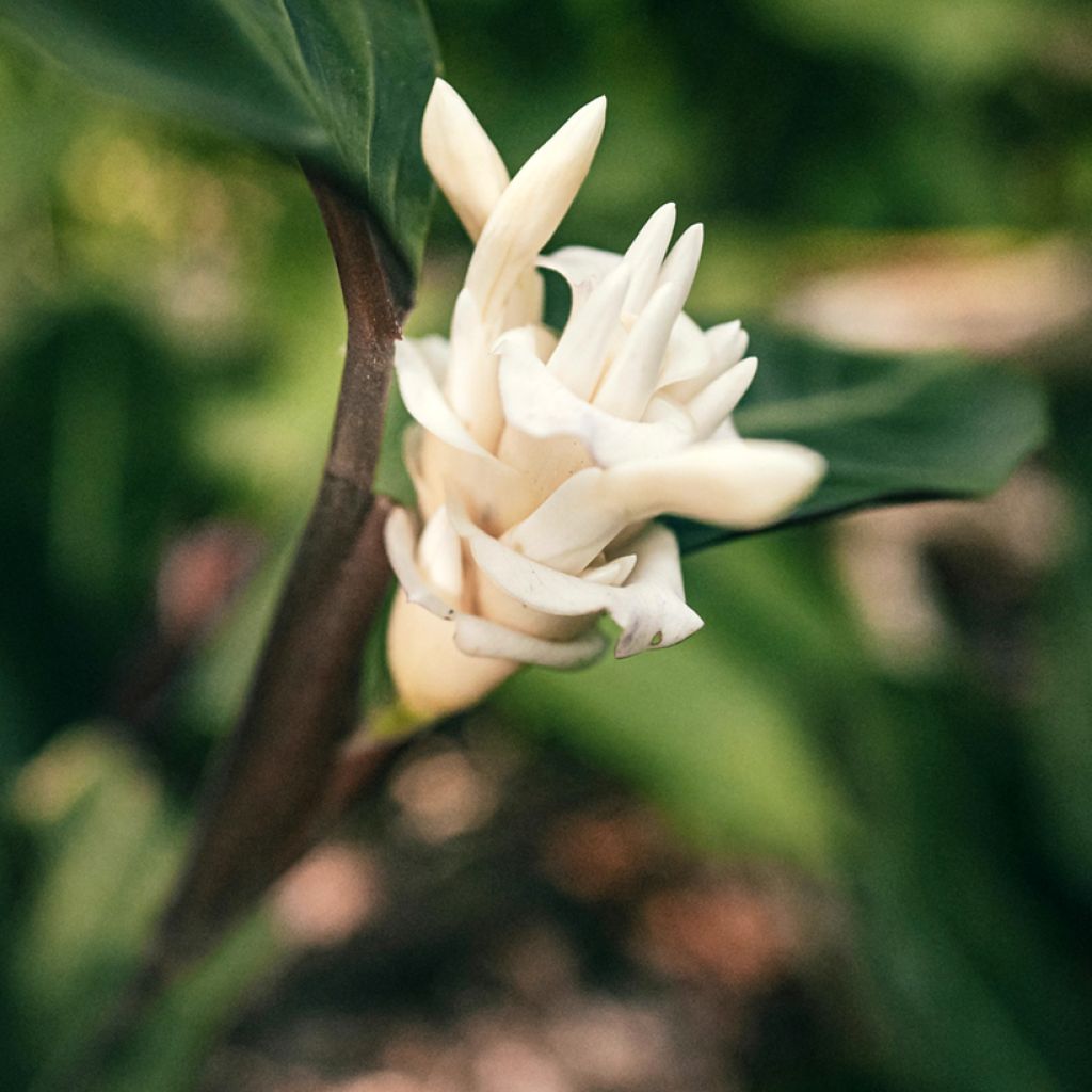 Calatéia warscewiczii