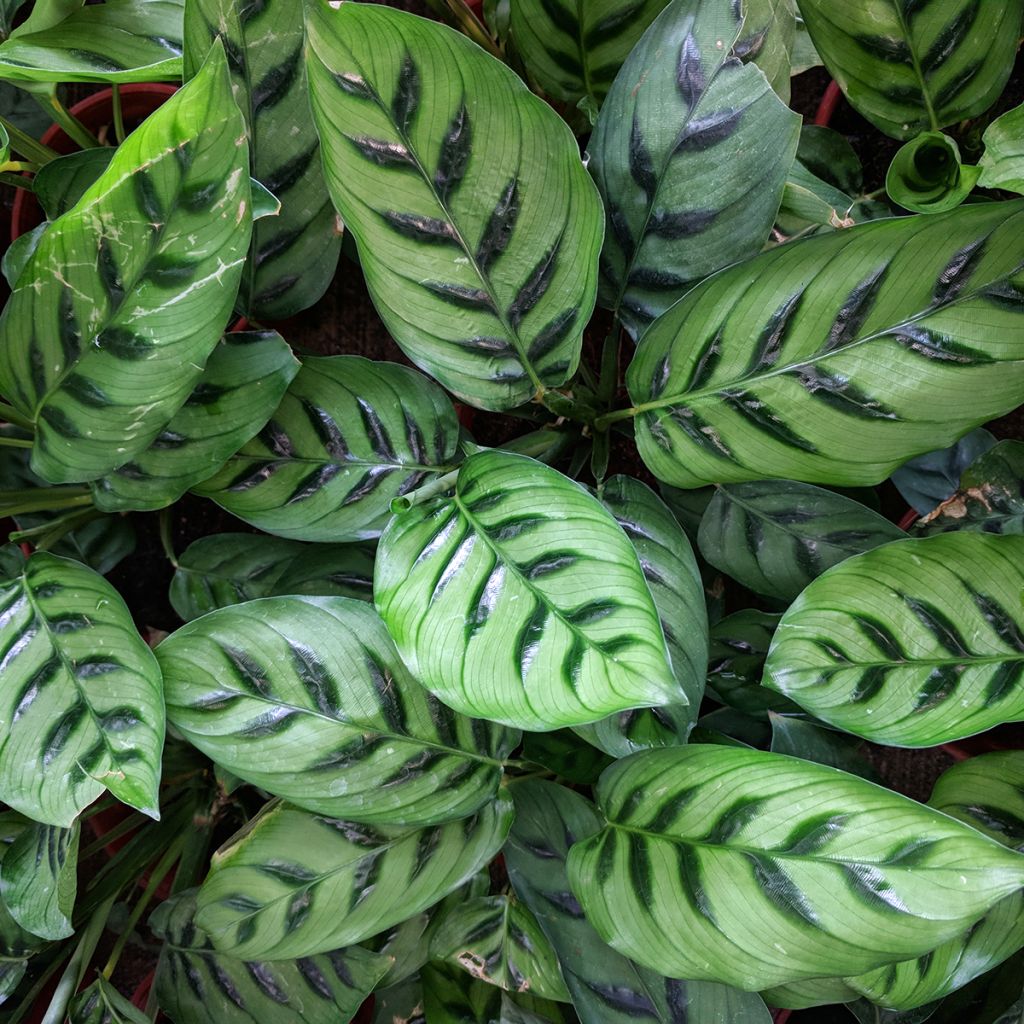 Calathea leopardina