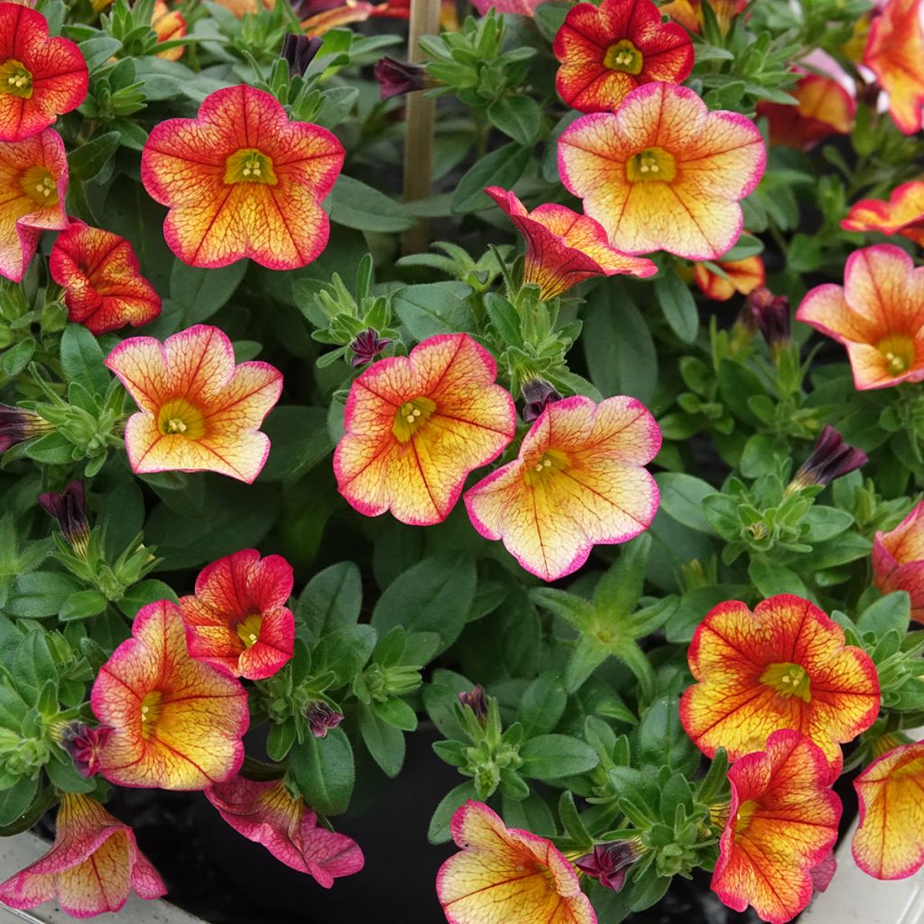Calibrachoa MiniFamous Uno Bakari - Mini-pétunia