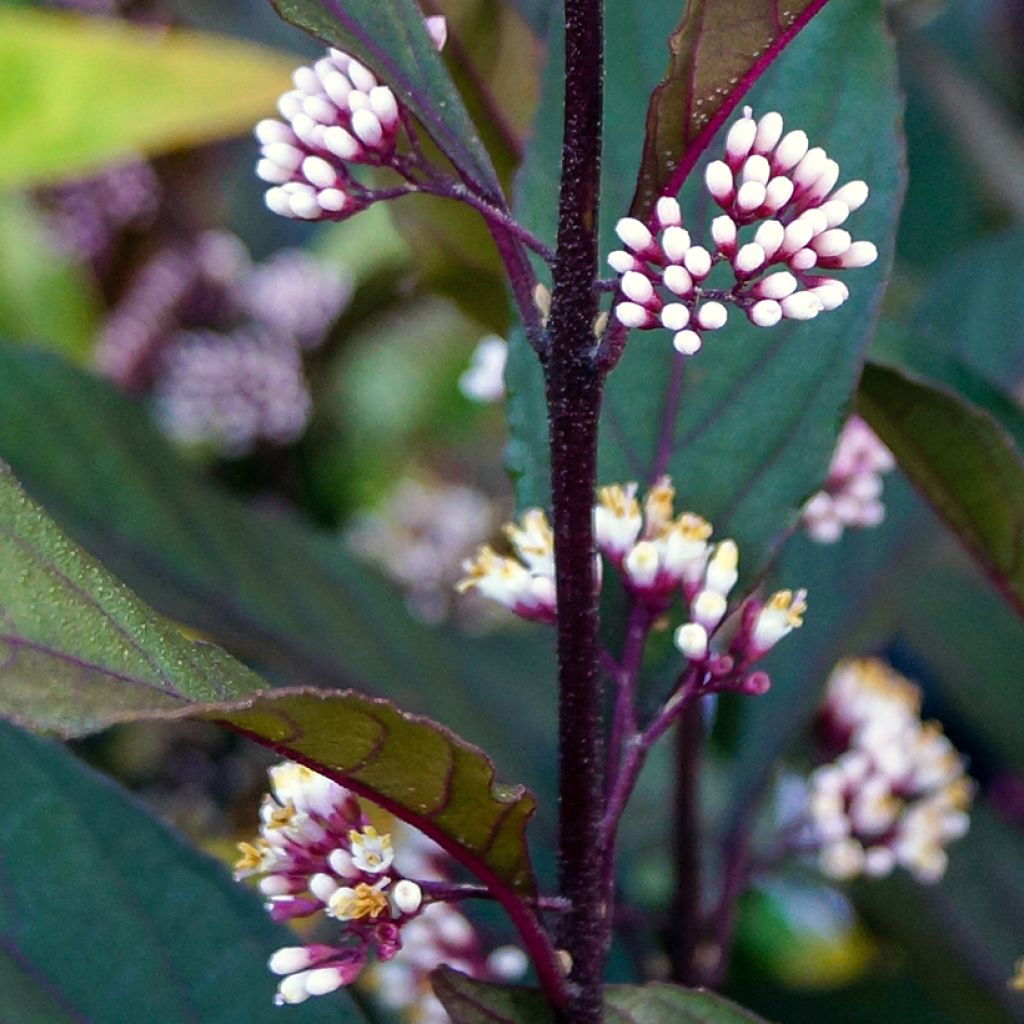Callicarpa Pearl Glam - Schoonvrucht