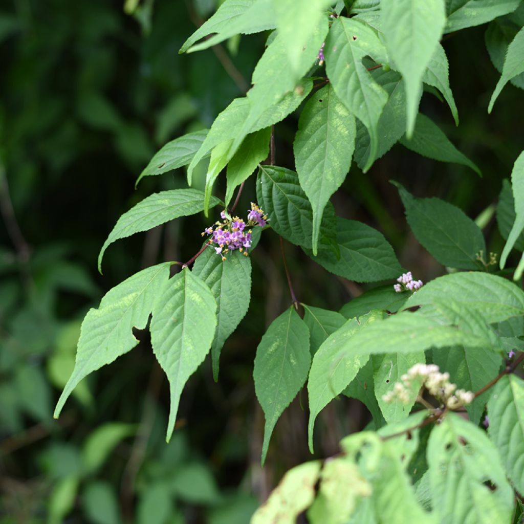 Callicarpa japonica