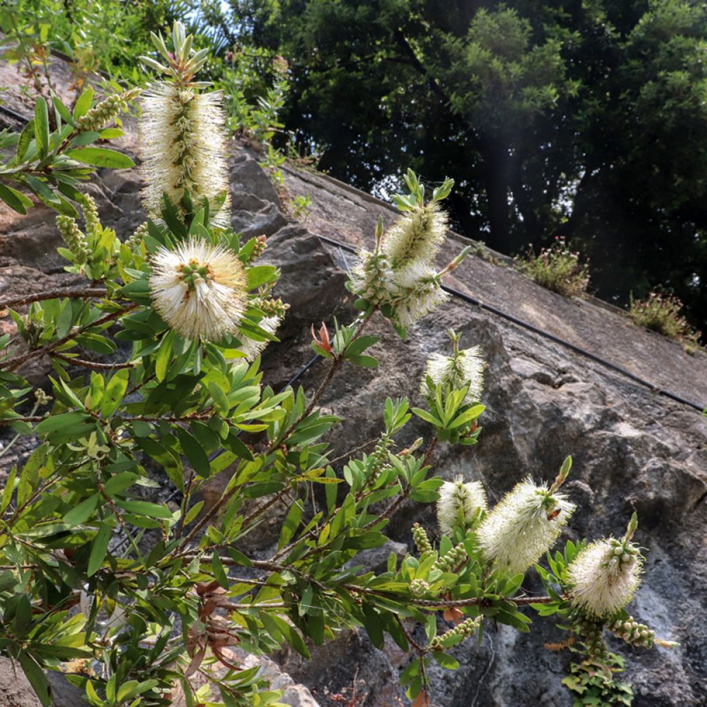 Callistemon citrinus Albus - Rince bouteille blanc