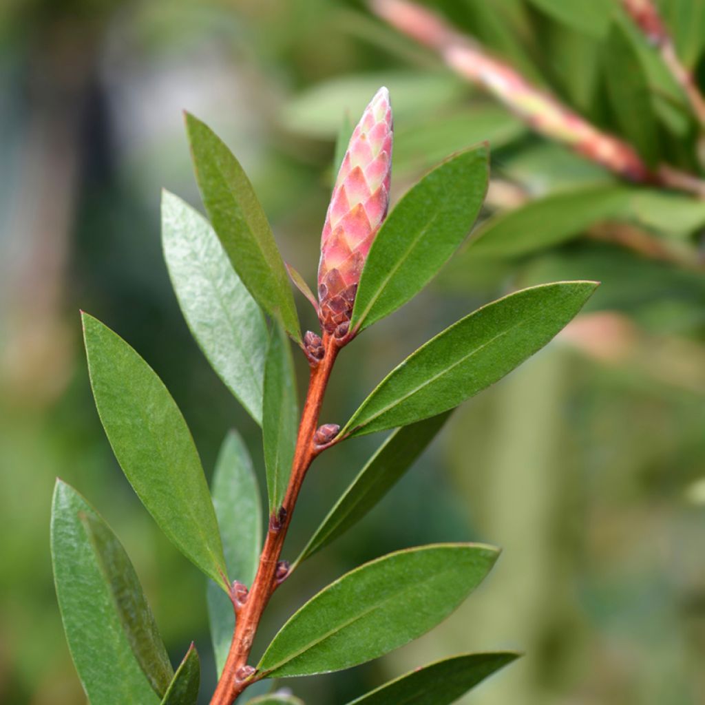Callistemon citrinus Splendens - Rince-bouteille