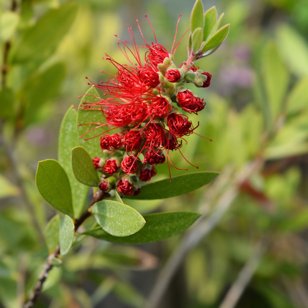 Callistemon citrinus Splendens - Rince-bouteille