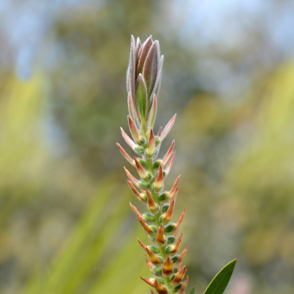 Callistemon citrinus Splendens - Rince-bouteille