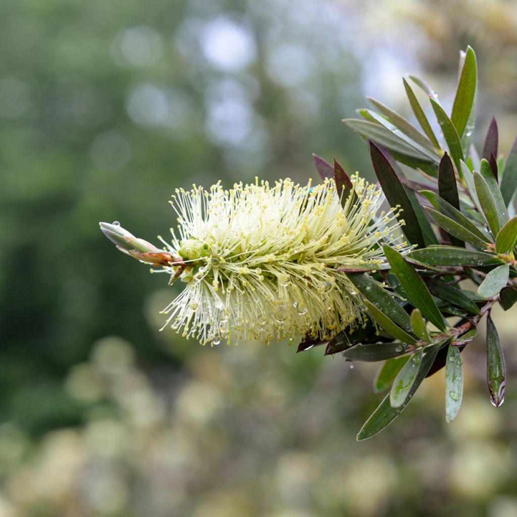 Callistemon pityoides Widdicomb Gem - Rince-bouteille
