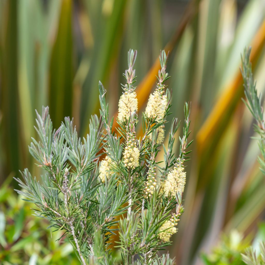 Callistemon pityoides Widdicomb Gem - Rince-bouteille