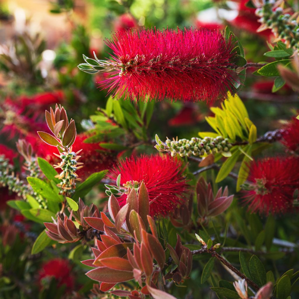 Callistemon rigidus - Rince-bouteille