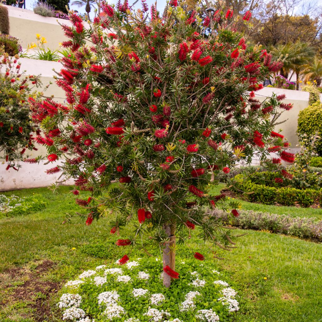 Callistemon rigidus - Rince-bouteille