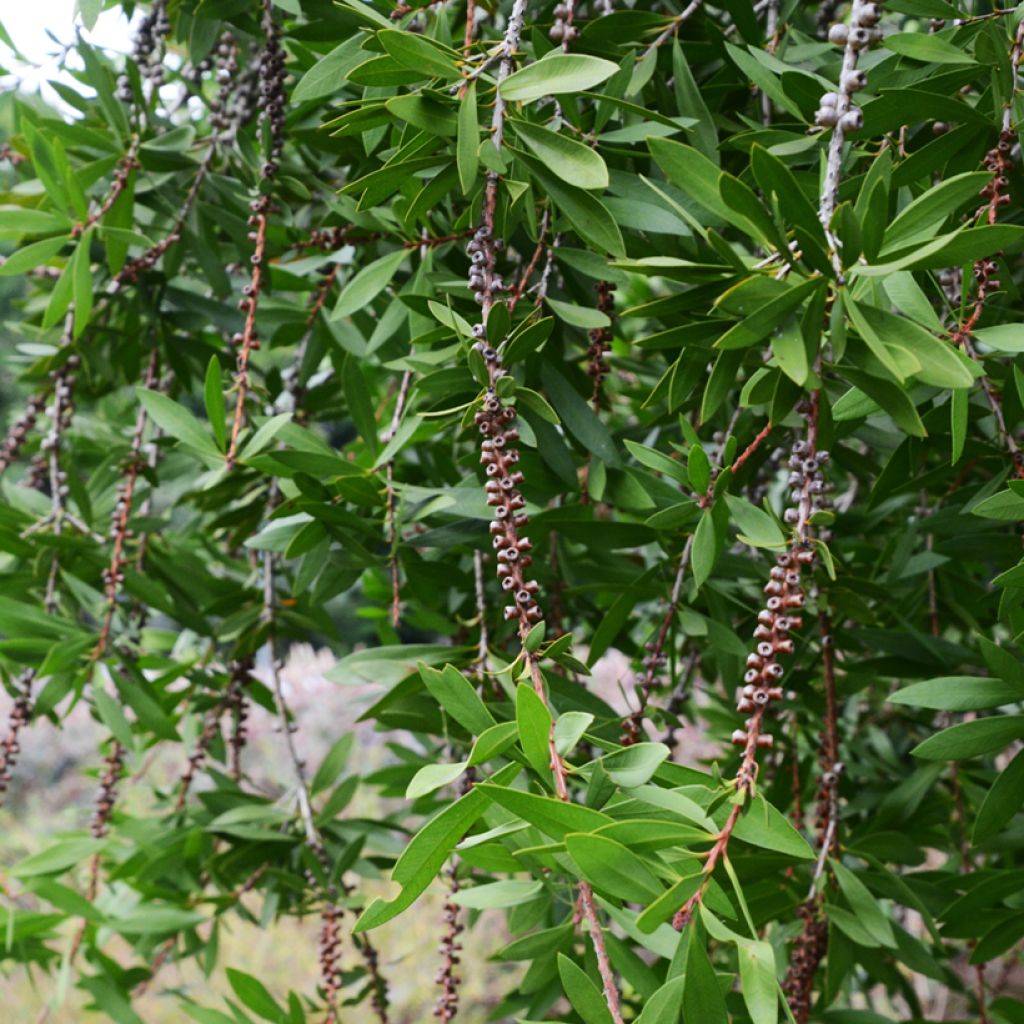 Callistemon salignus Perth Pink - Rince bouteille