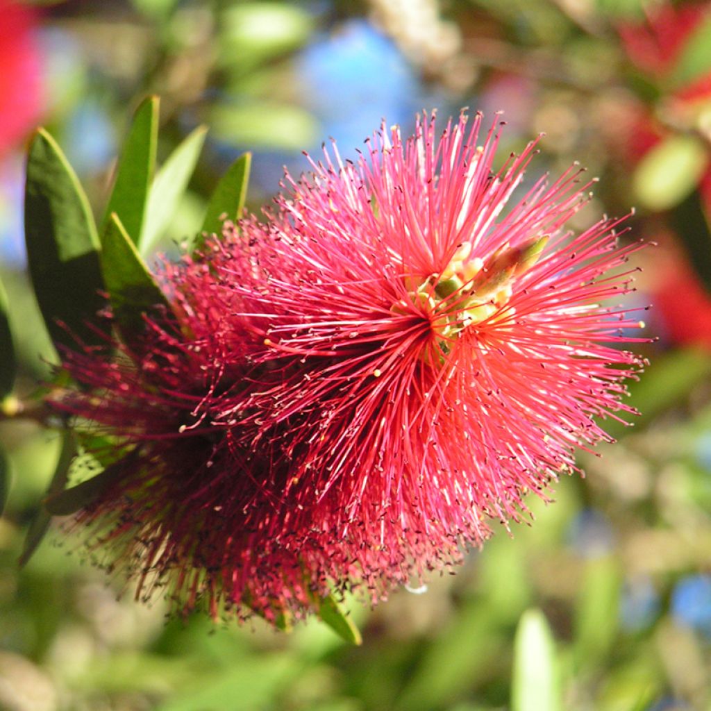Callistemon viminalis Captain Cook - Rince-bouteille