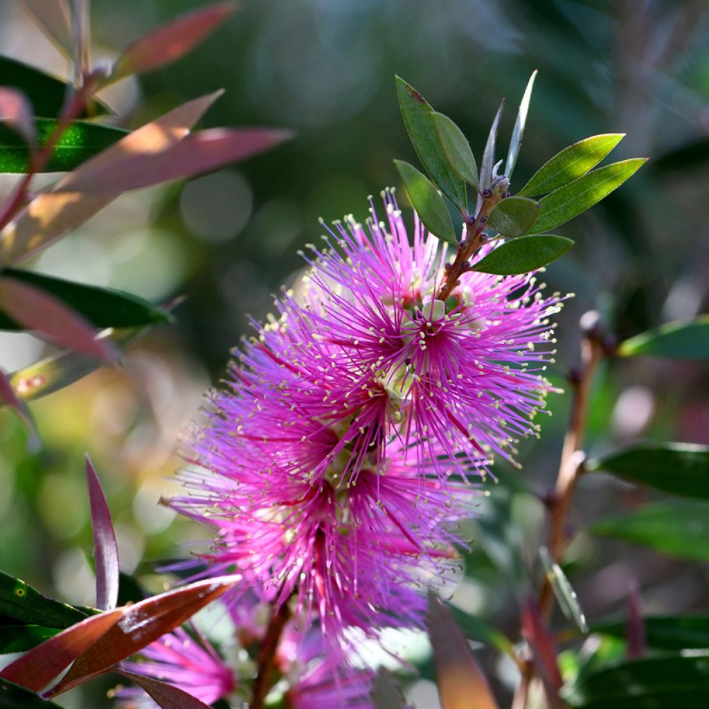 Callistemon violaceus - Rince-bouteille