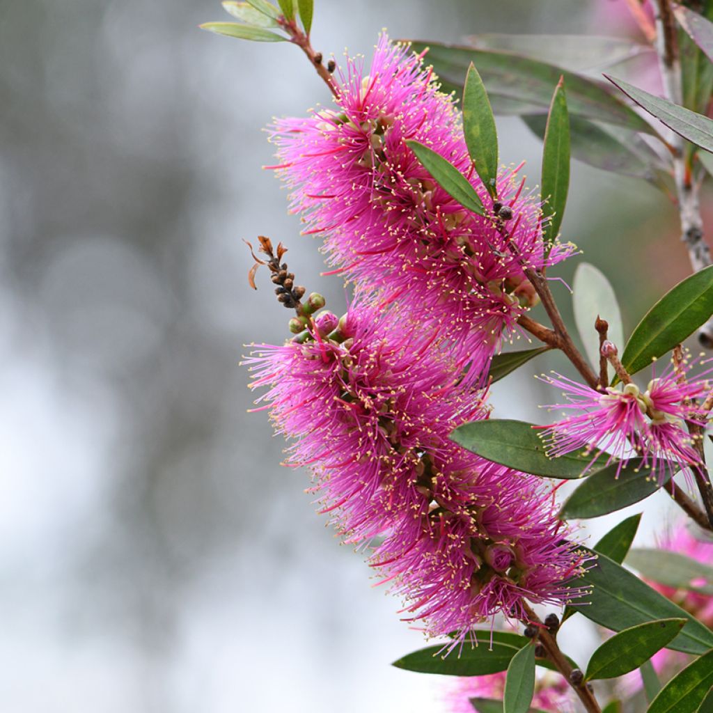 Callistemon violaceus - Rince-bouteille