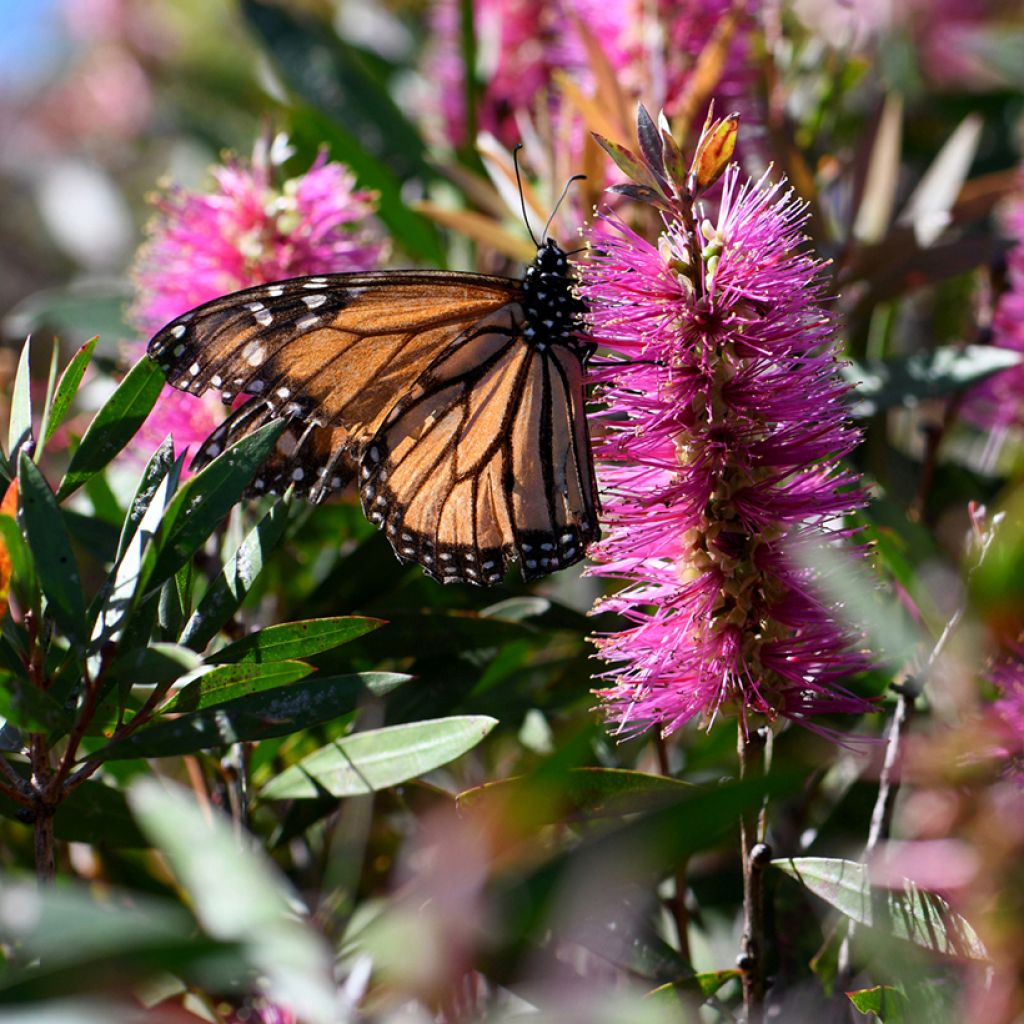 Callistemon violaceus - Rince-bouteille