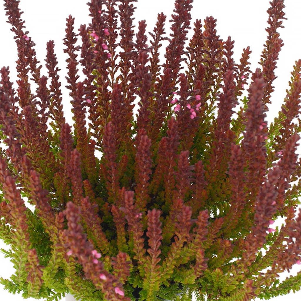 Besenheide Garden Girls Zorina - Calluna vulgaris