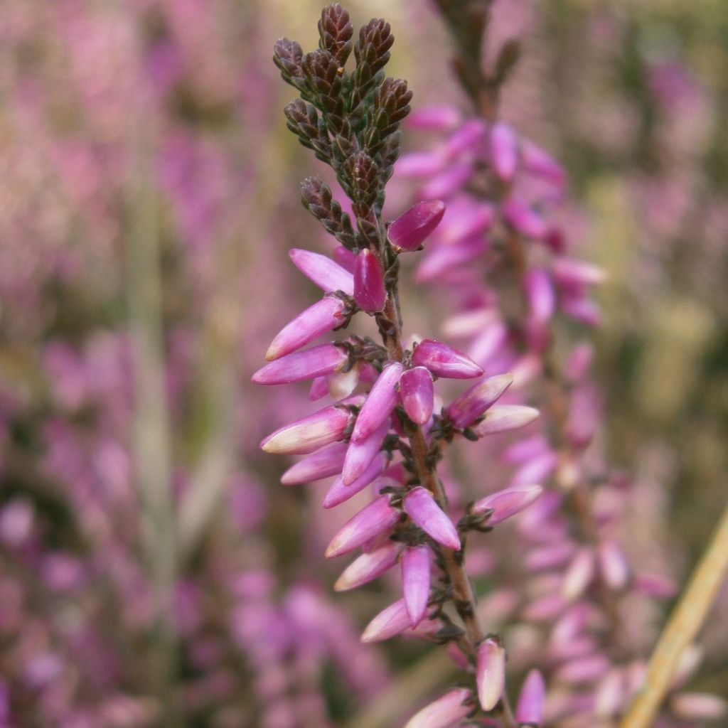 Bruyère d'été - Calluna vulgaris Marleen
