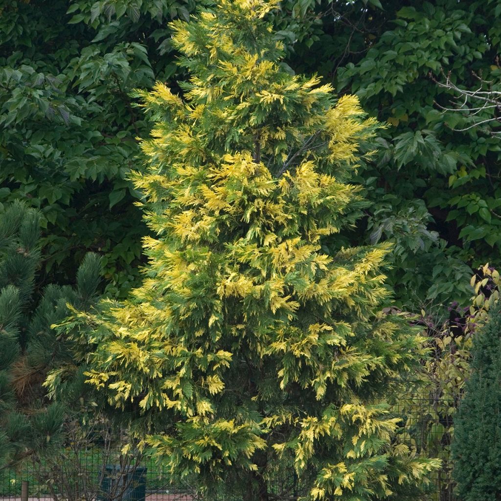 Calocedrus decurrens Aureovariegata - Cèdre blanc de Californie