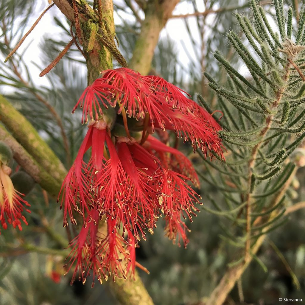 Calothamnus quadrifidus