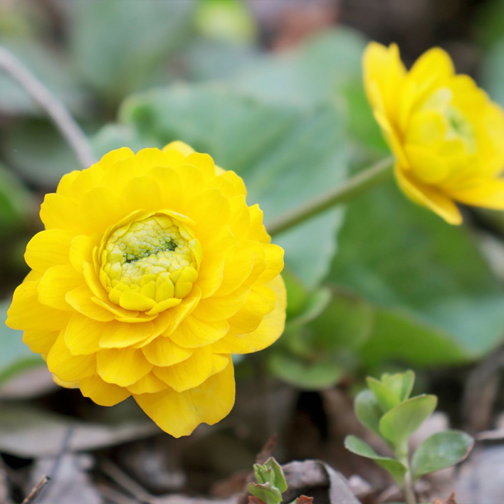 Caltha palustris Plena - Populage double