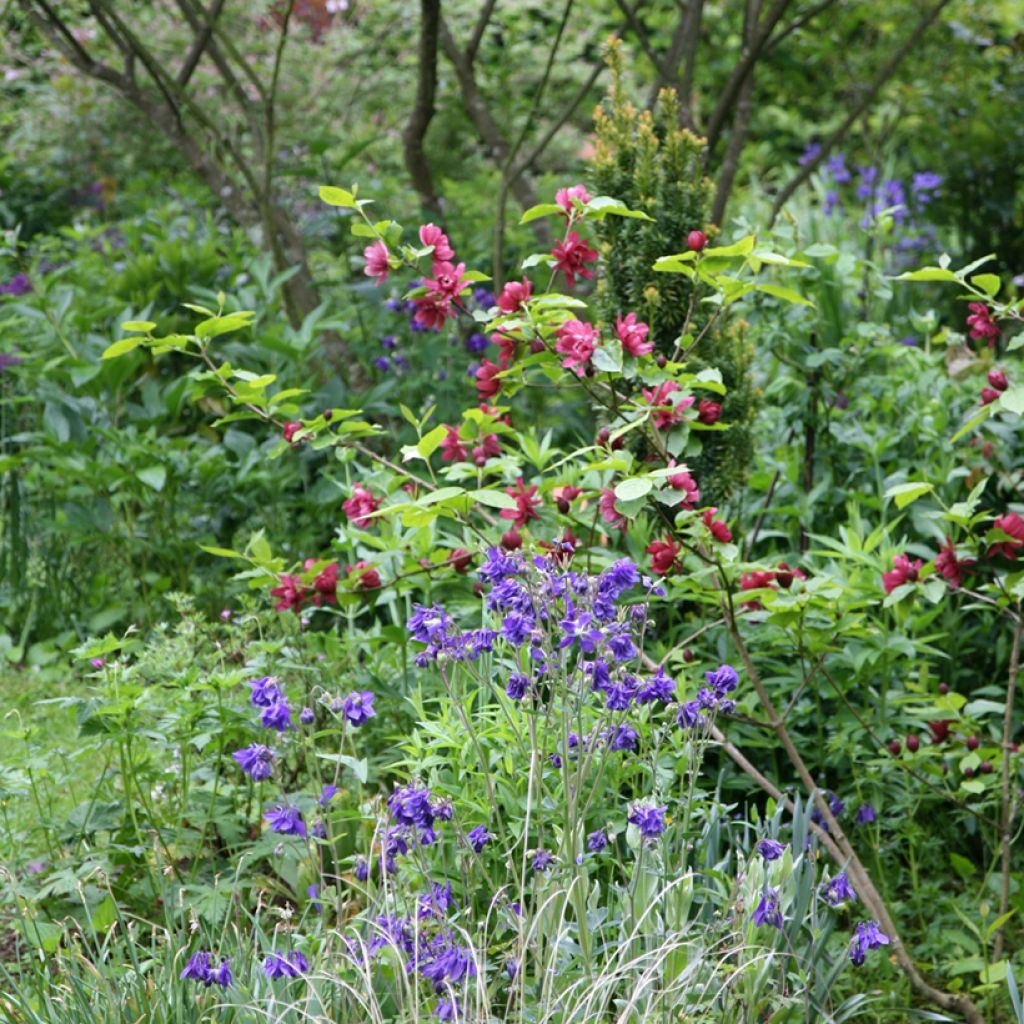 Calycanthus raulstonii Hartlage Wine