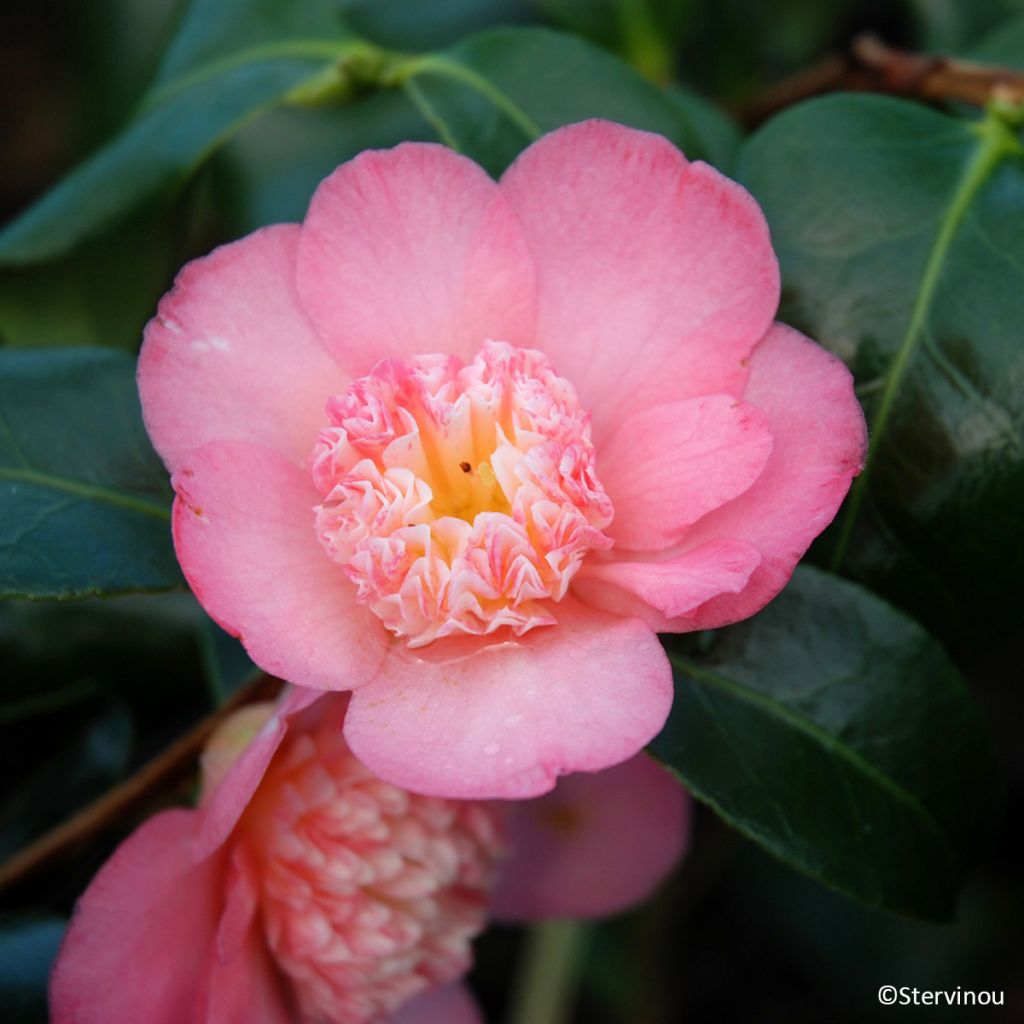 Camélia Baby Sis Pink - Camellia japonica