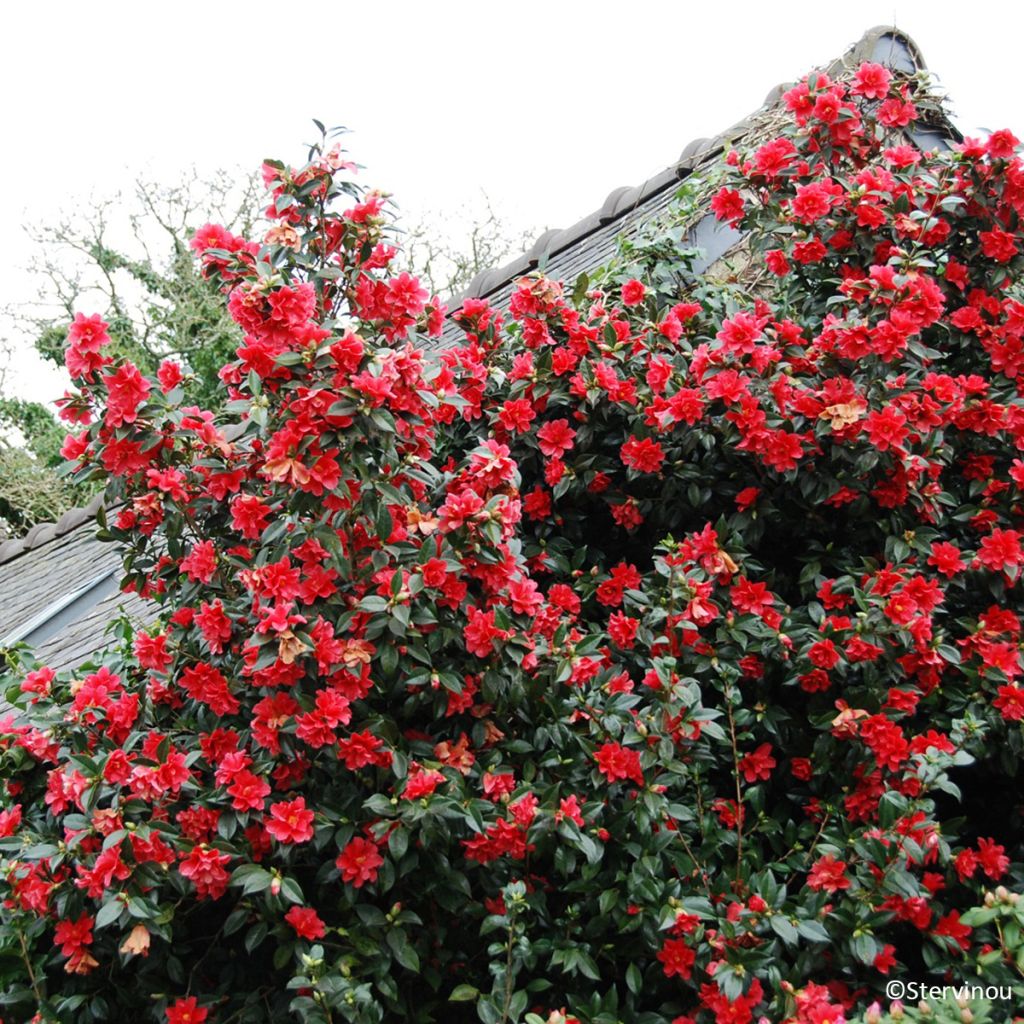 Camélia Freedom Bell - Camellia x williamsii