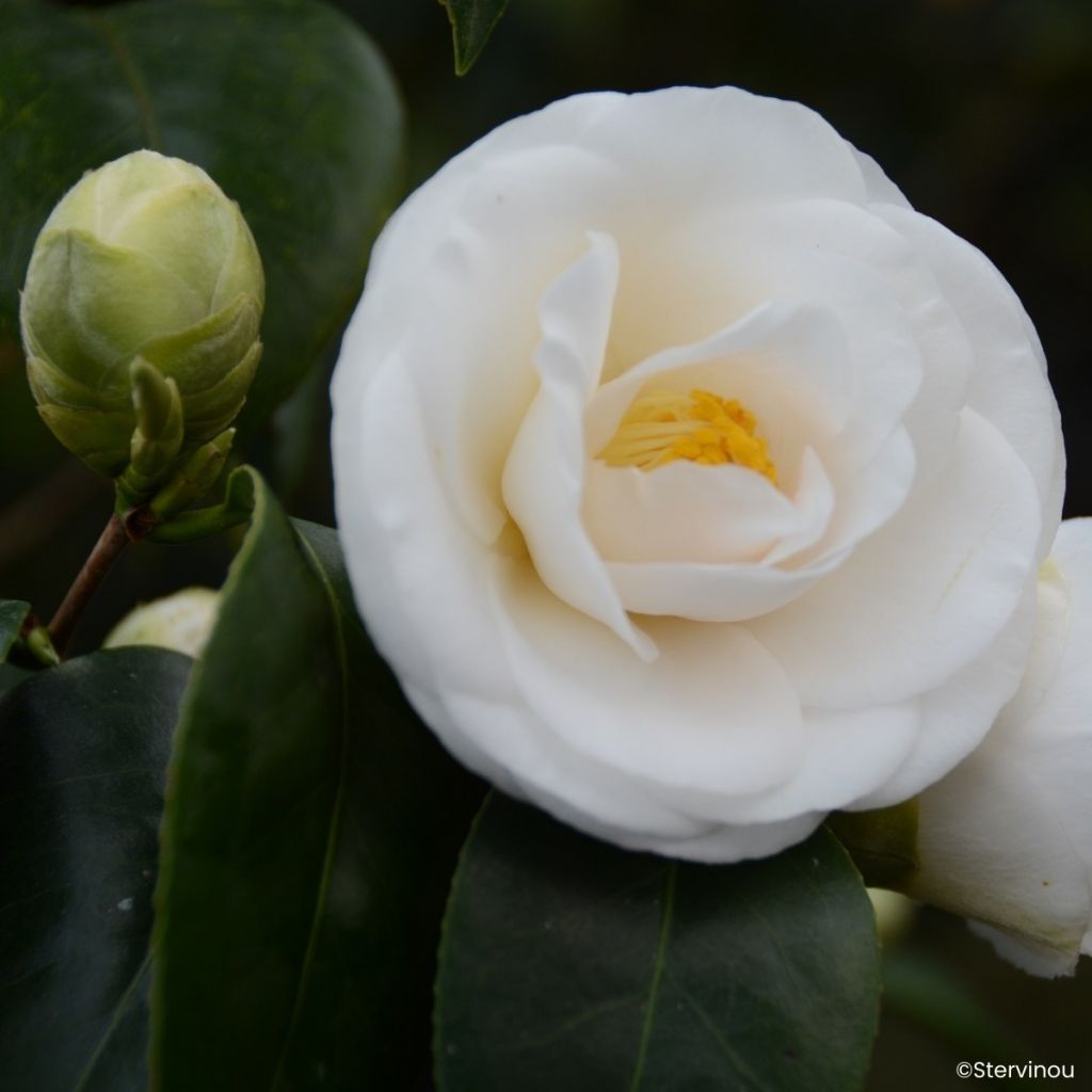 Camélia Janet Waterhouse - Camellia japonica