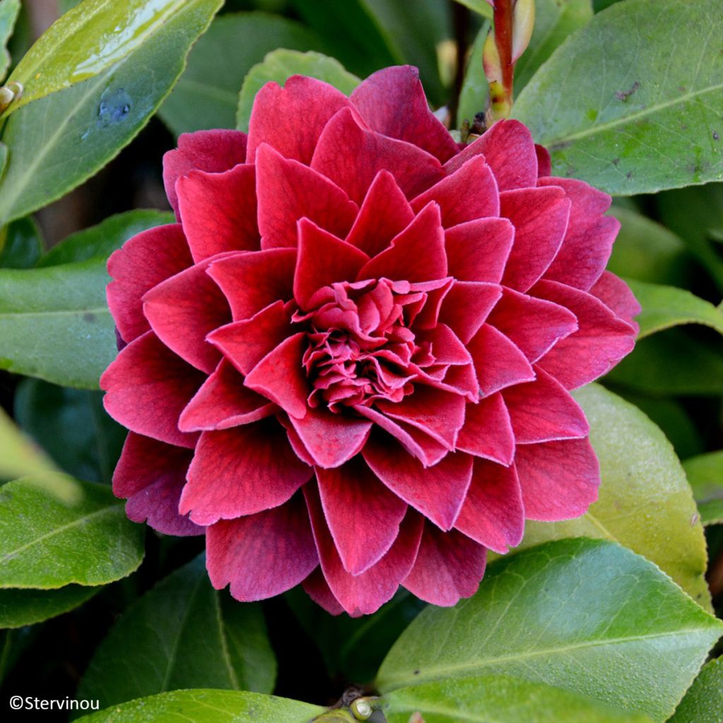 Camélia Manuroa Road - Camellia japonica