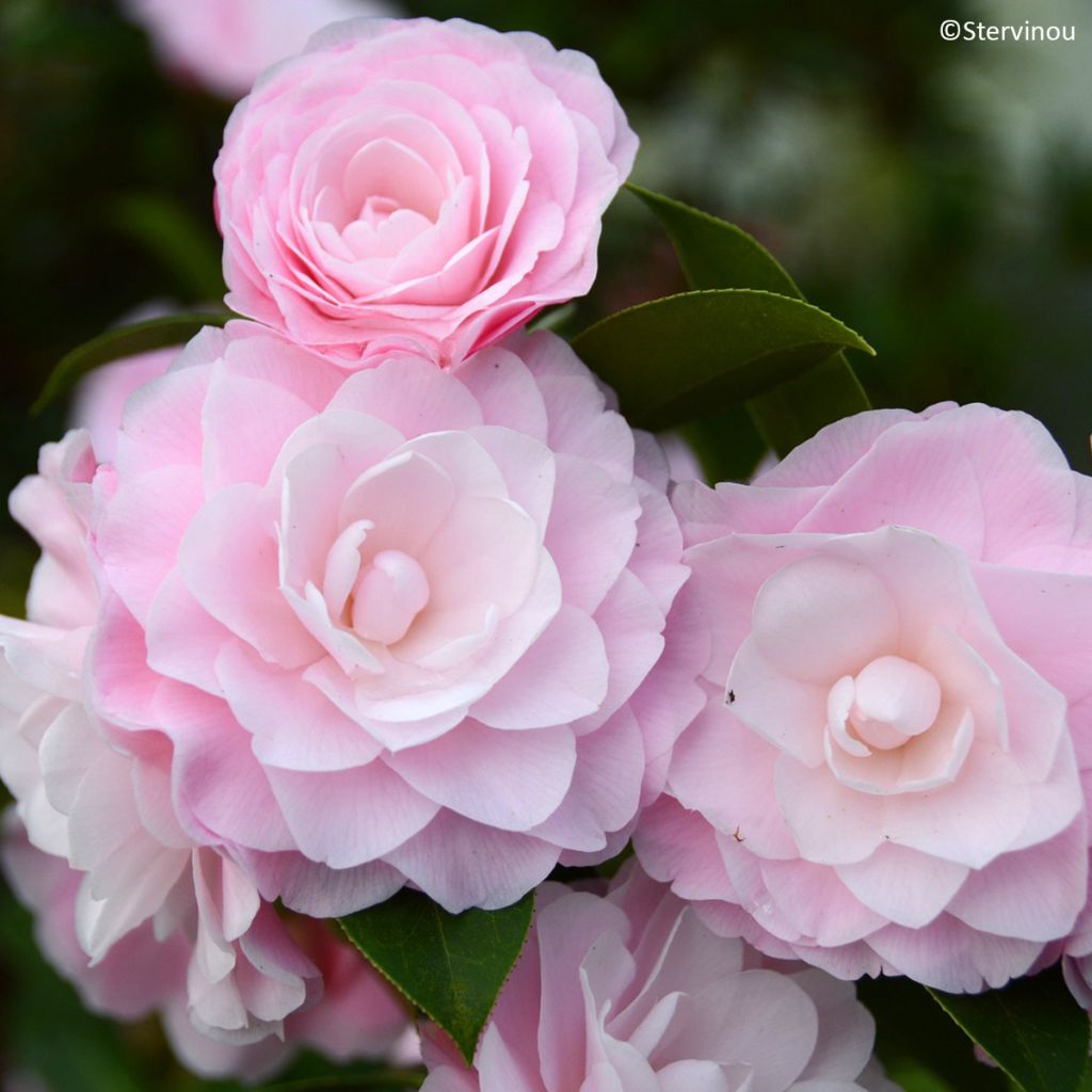 Camélia Mimosa Jury - Camellia x williamsii