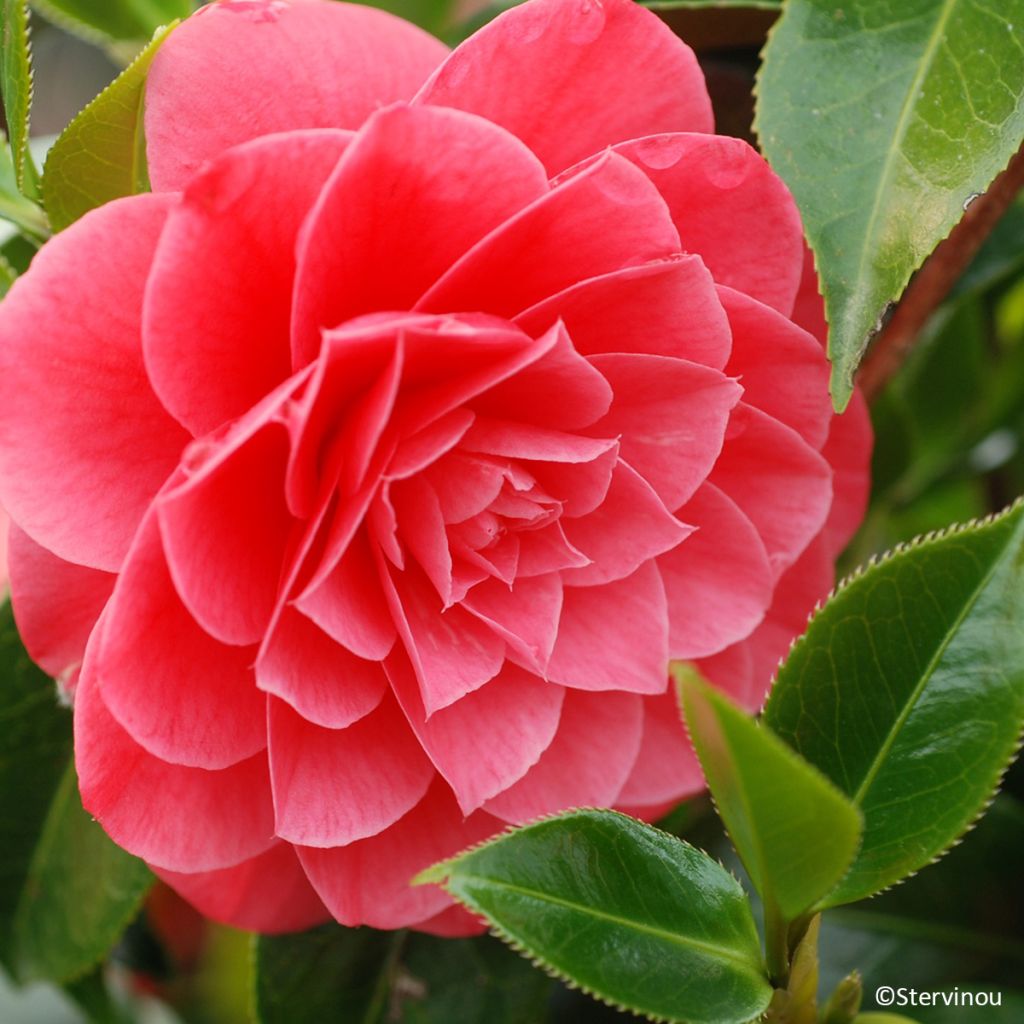 Camélia Spring Formal - Camellia japonica