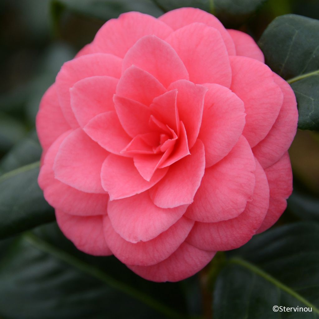 Camélia Tada Meibi - Camellia japonica