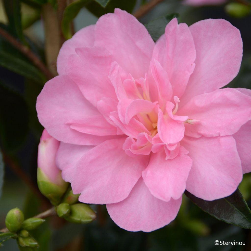 Camélia d'automne Elfin rose - Camellia x hiemalis
