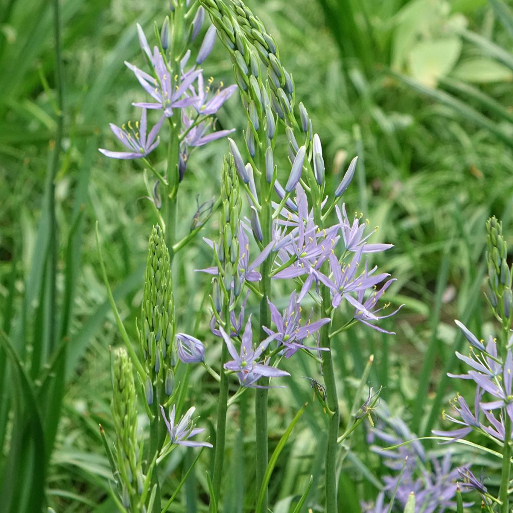 Camassia leichtlinii Caerulea
