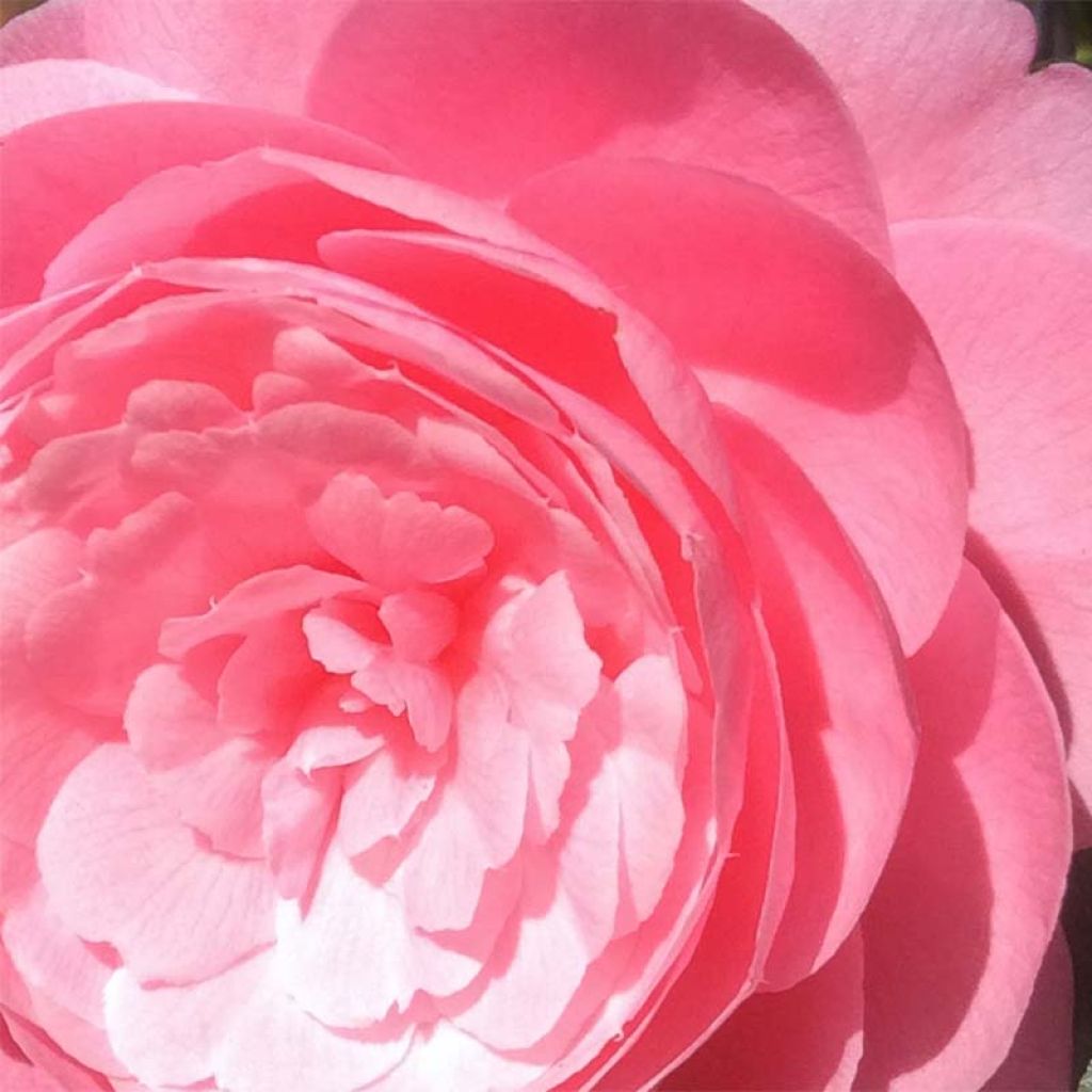 Camélia EG Waterhouse - Camellia (x) williamsii