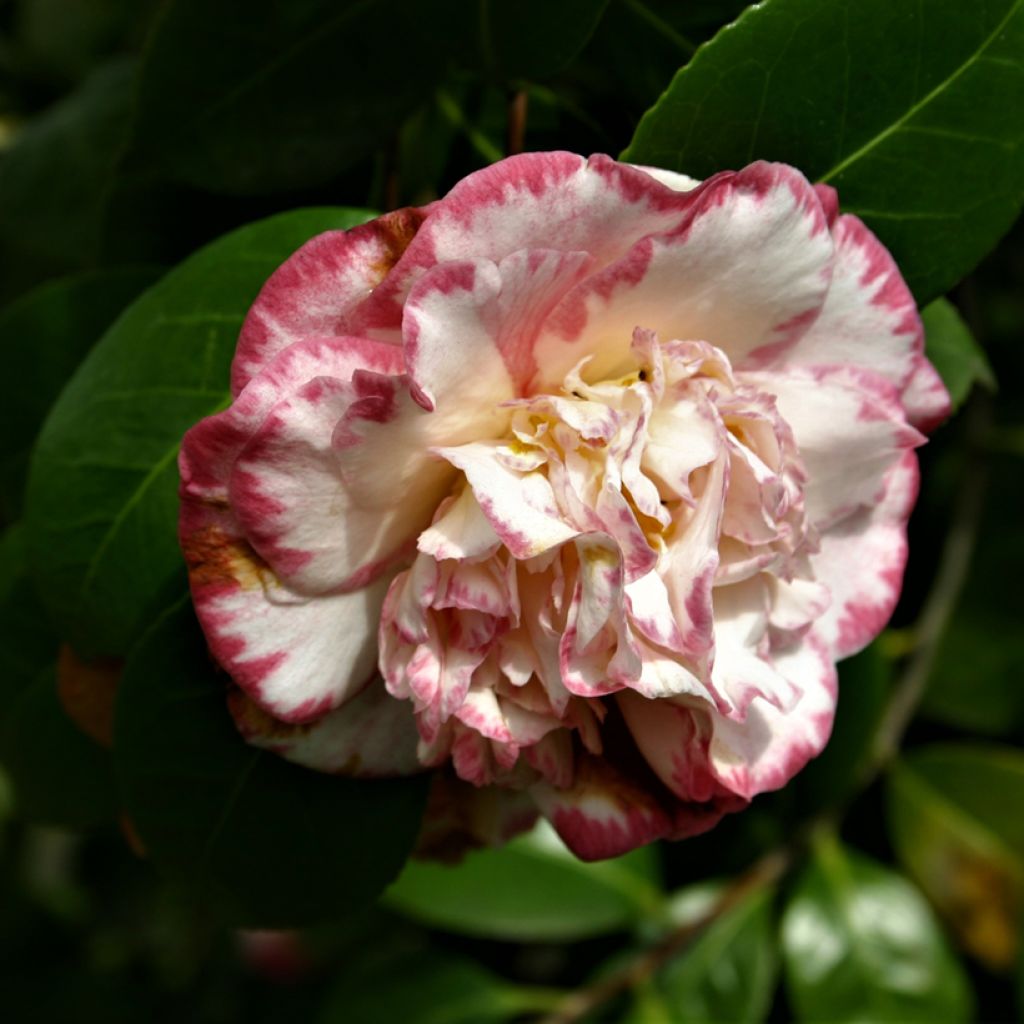 Camélia japonica Margaret Davis