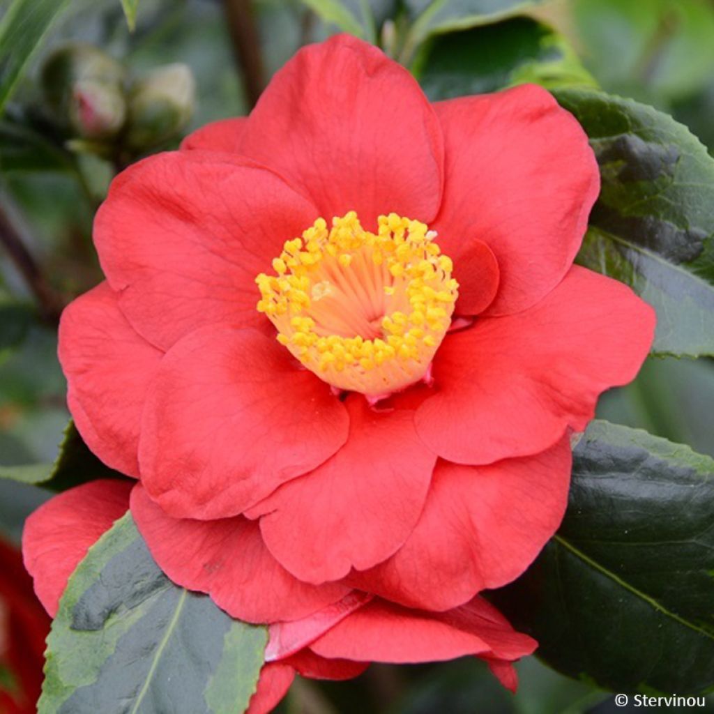 Camélia du Japon Painter's Palette - Camellia japonica