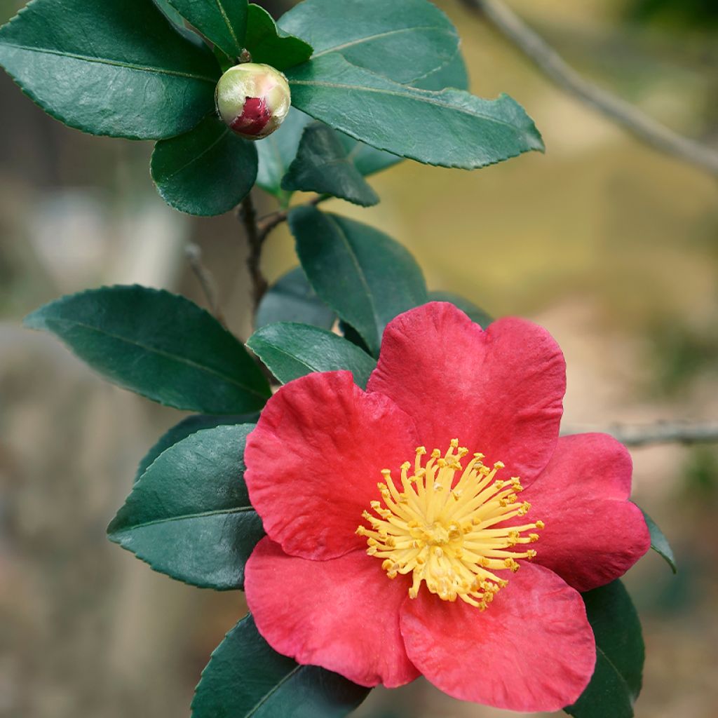 Camellia Yuletide