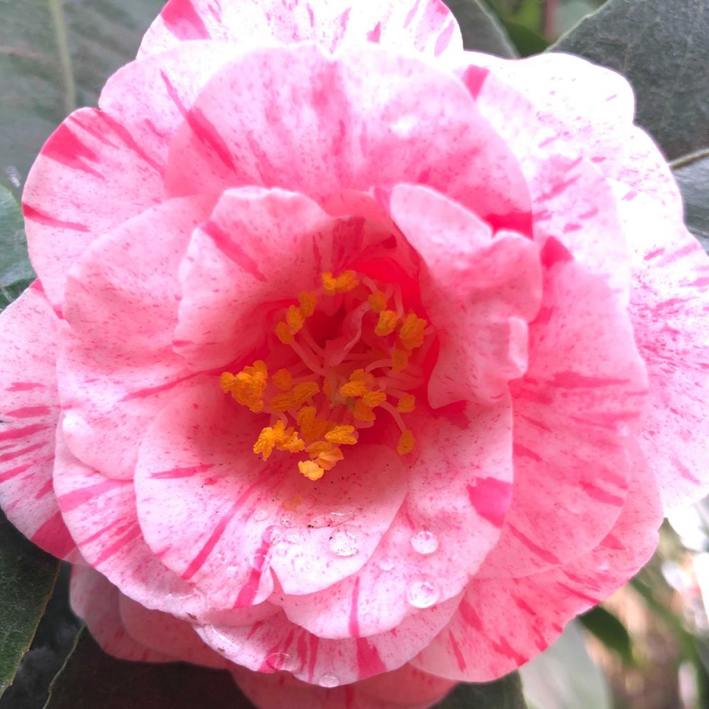 Camélia Traverso - Camellia japonica