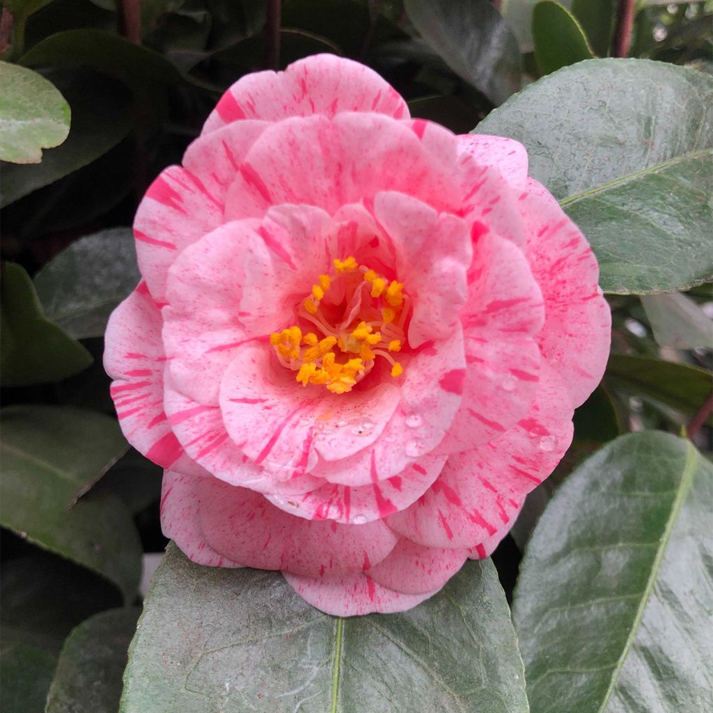 Camélia Traverso - Camellia japonica
