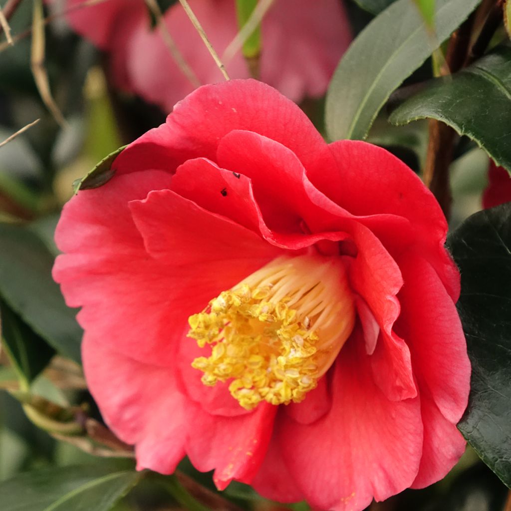 Camélia San dimas - Camellia japonica