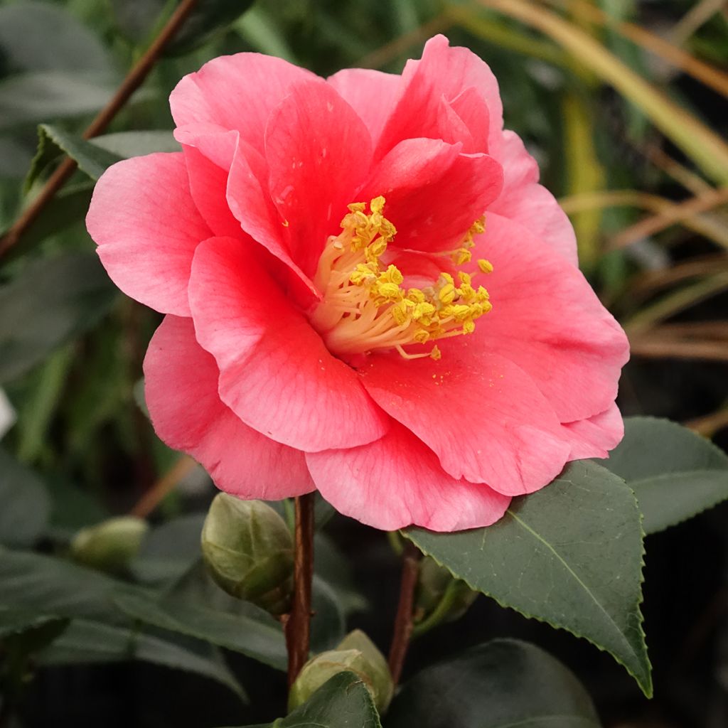 Camélia San dimas - Camellia japonica