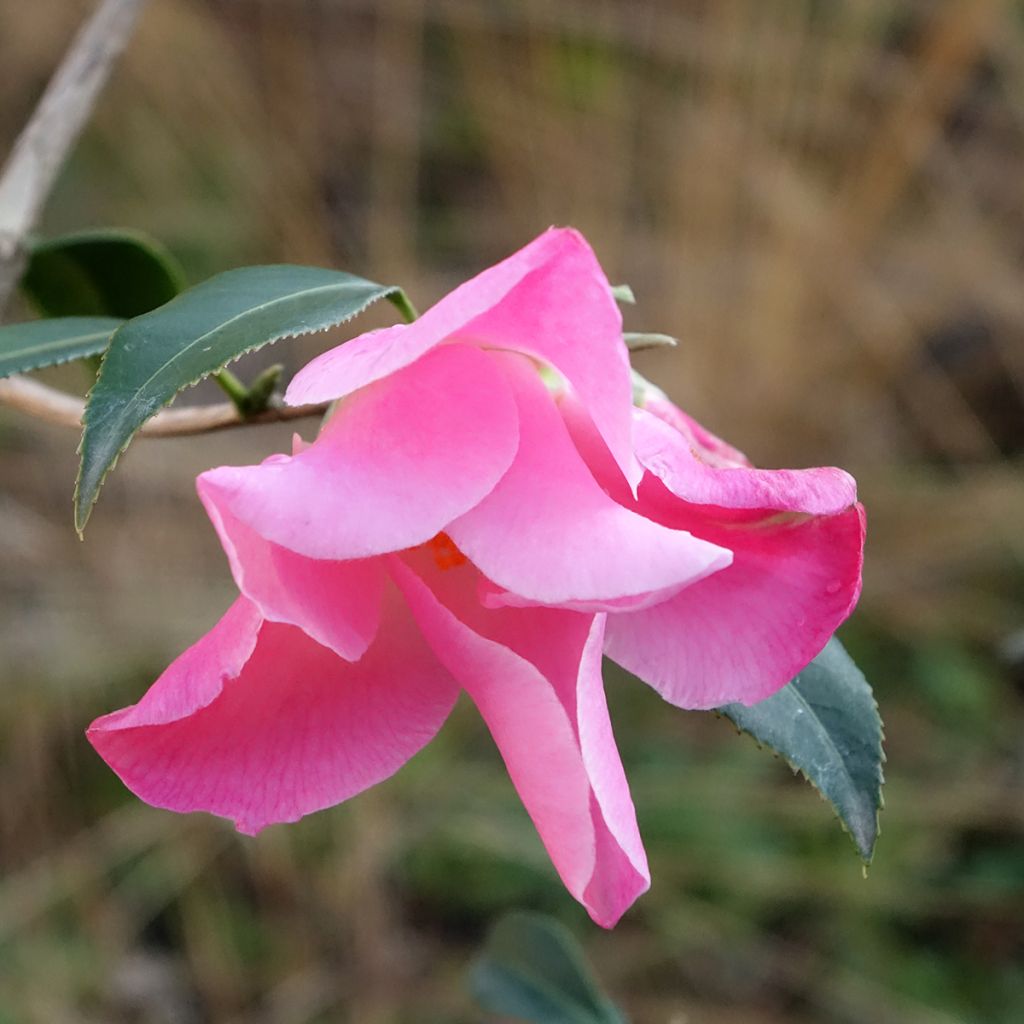 Camélia Tulip Time - Camellia (x) williamsii