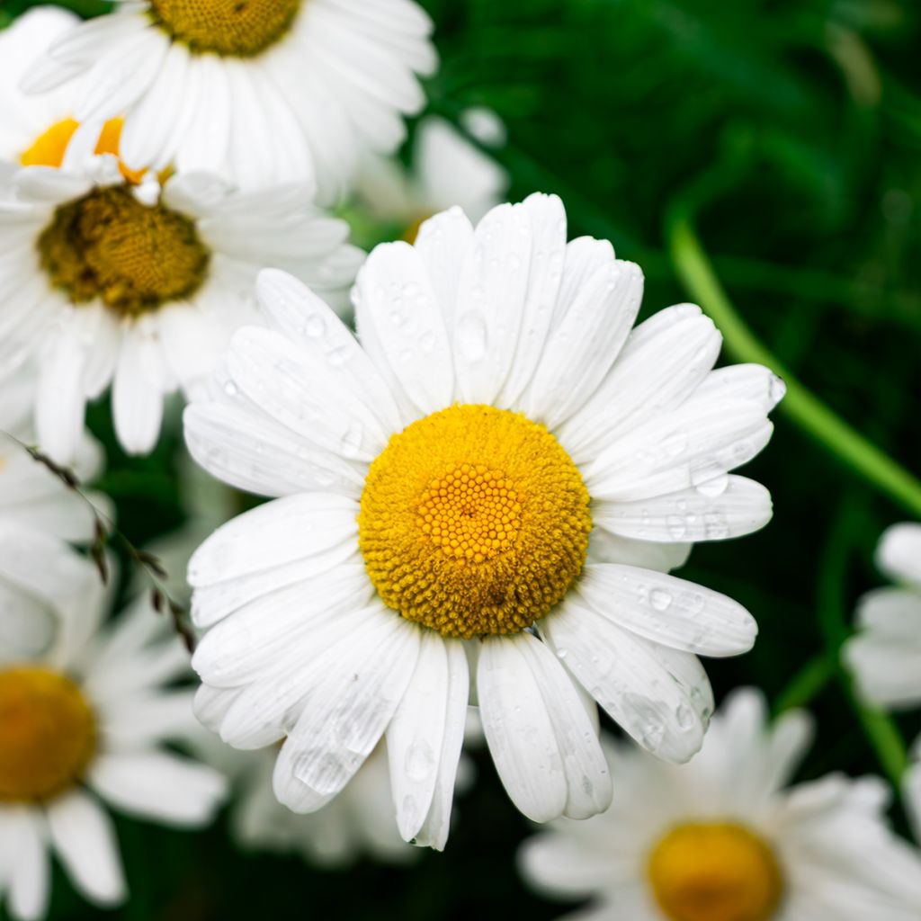 Camomille allemande - Matricaria recutita BIO