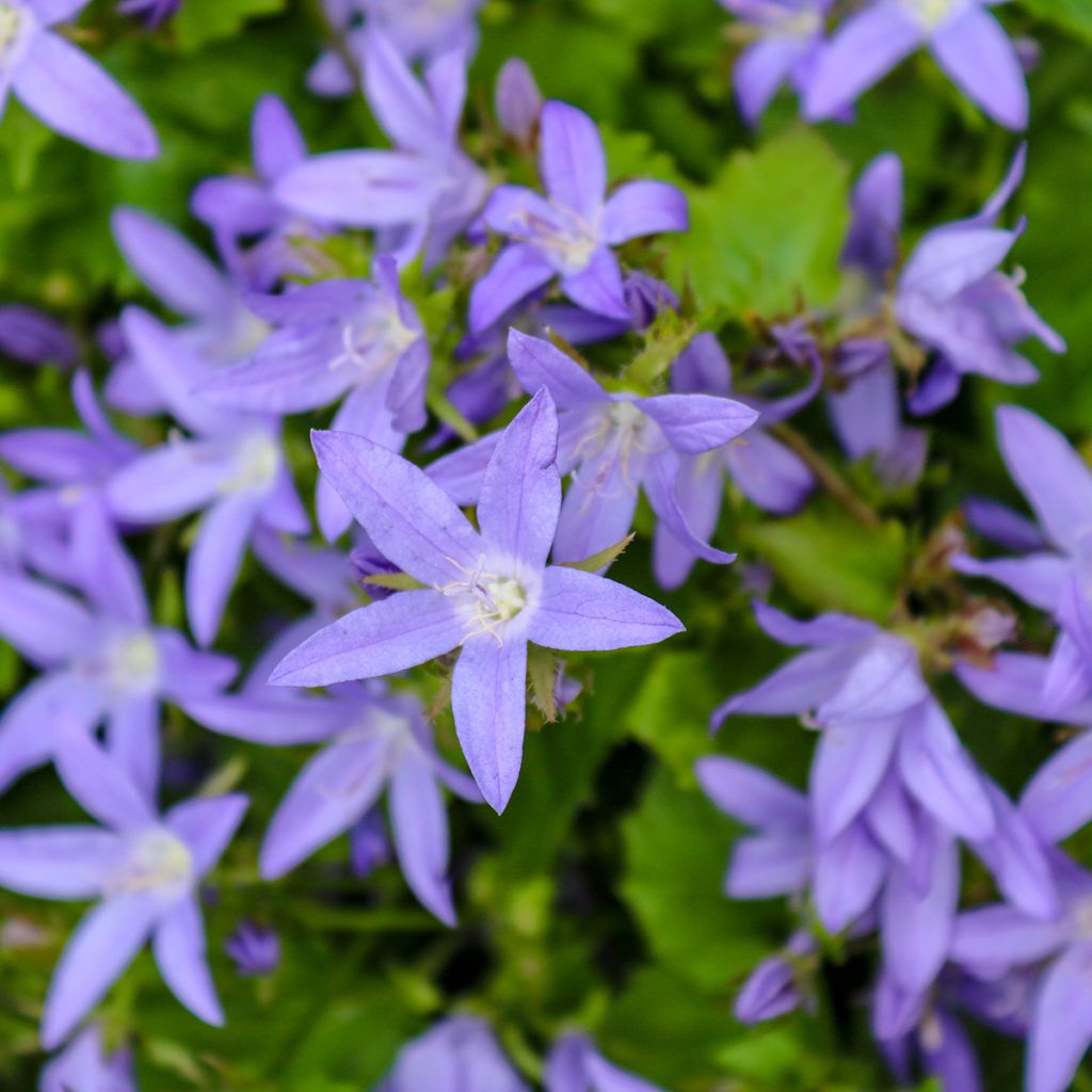 Graines de Campanule des murets - Campanula poscharskyana