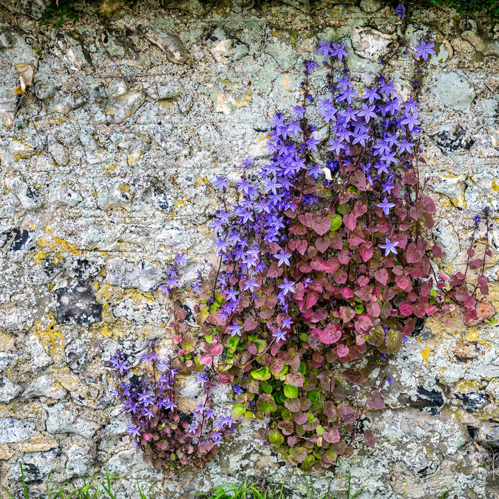 Graines de Campanule des murets - Campanula poscharskyana