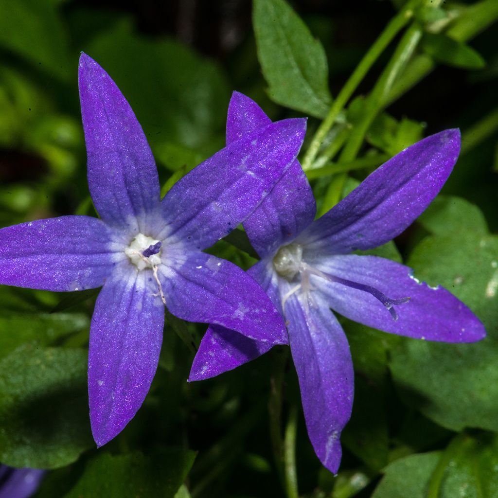 Campanule poscharskyana