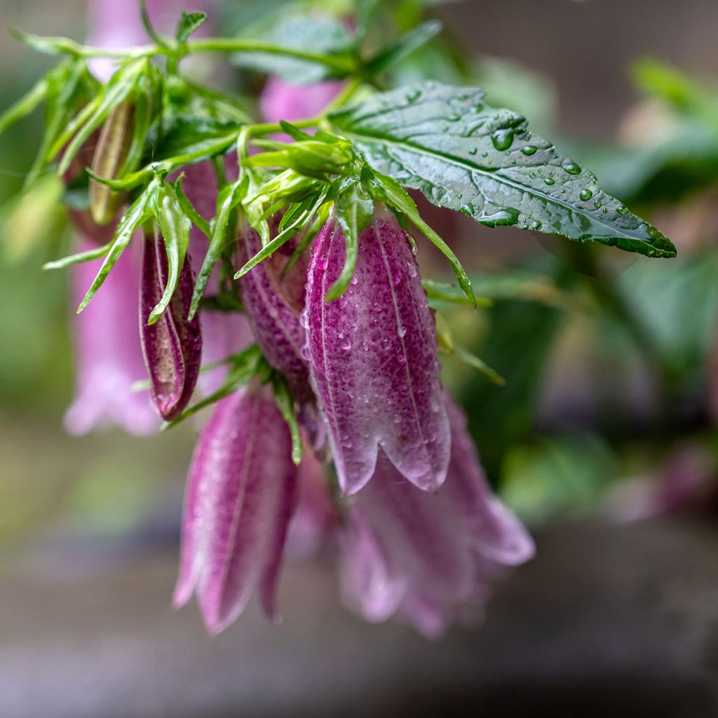 Campanule takesimana Elisabeth - Campanule de Corée