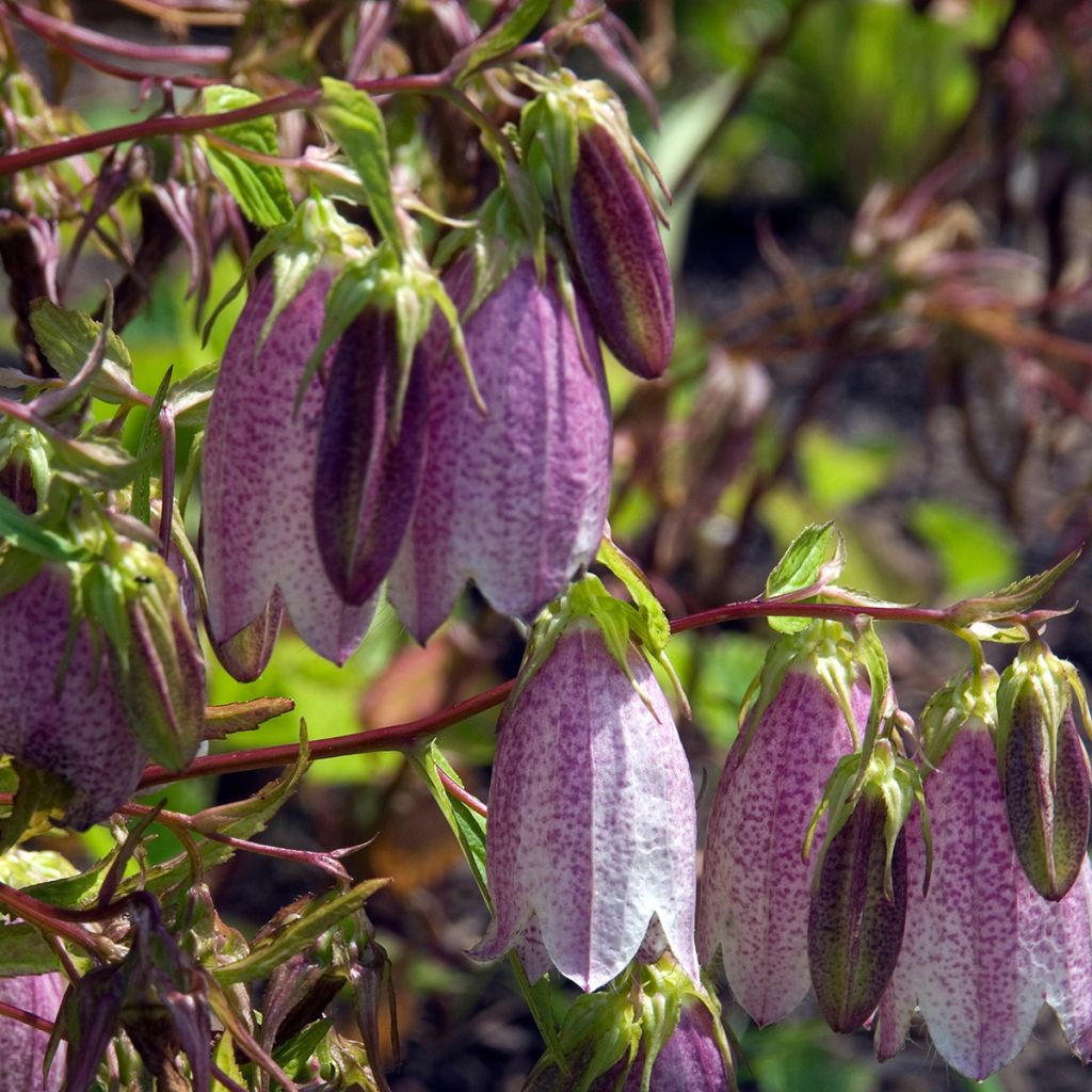 Campanule takesimana Elisabeth - Campanule de Corée
