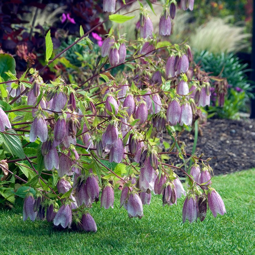 Campanule takesimana Elisabeth - Campanule de Corée